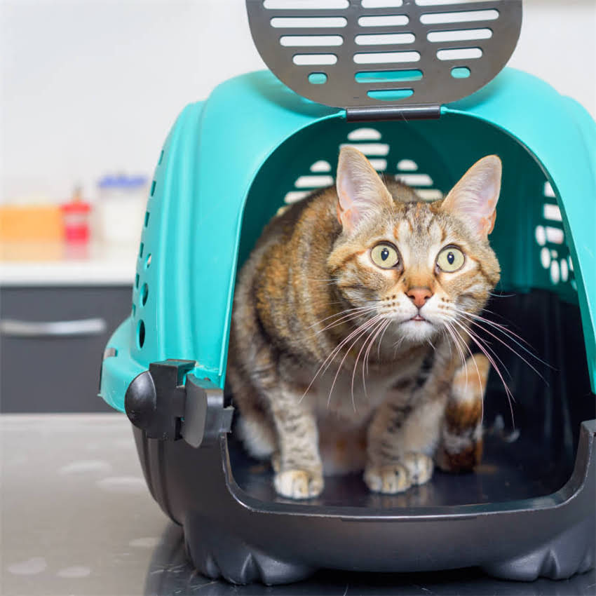 图片 狗粮过敏真的存在吗？如何判断和应对狗狗的过敏症状2.jpg