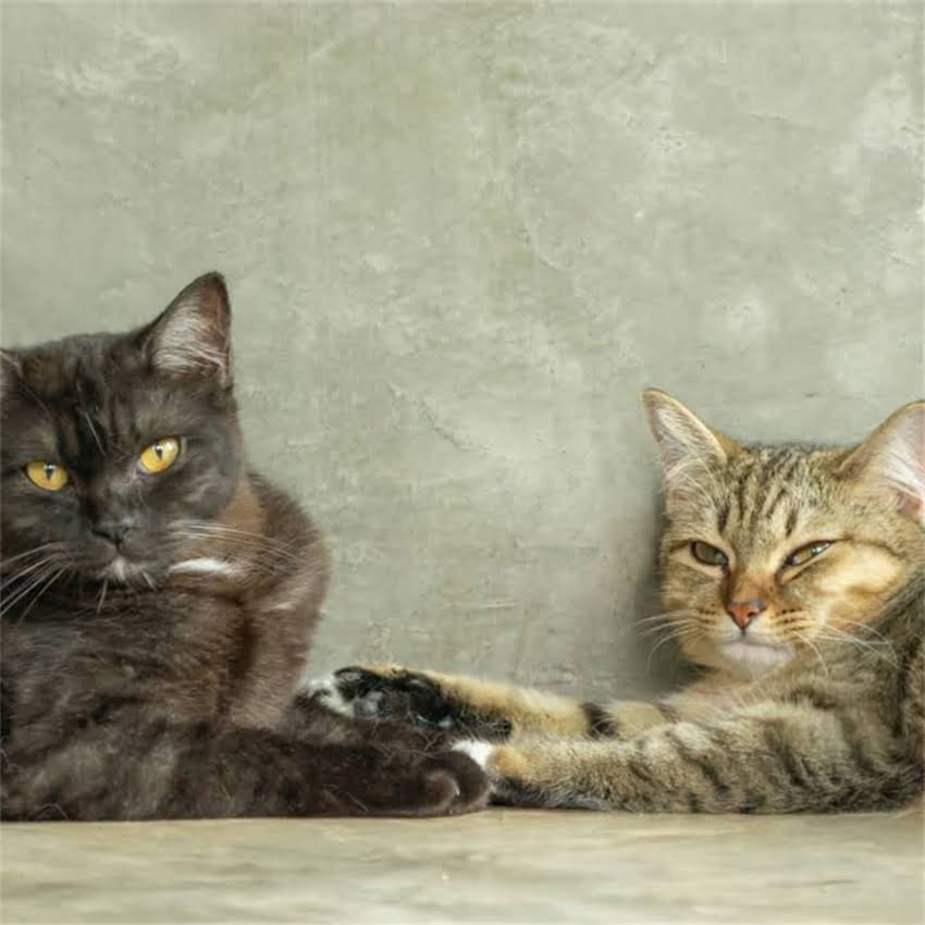 图片 狗粮都是天然粮吗？5大真相！如何科学挑选宠物主粮（附权威选购指南）2.jpg