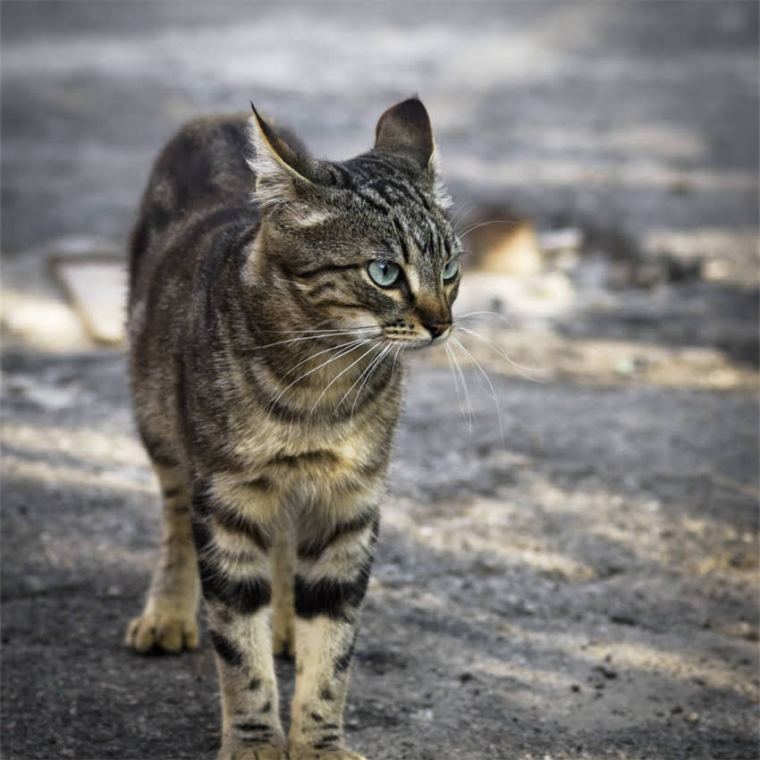图片 狗舔人必须打疫苗吗？狂犬病与犬瘟热防控全攻略（附处理流程）1.jpg