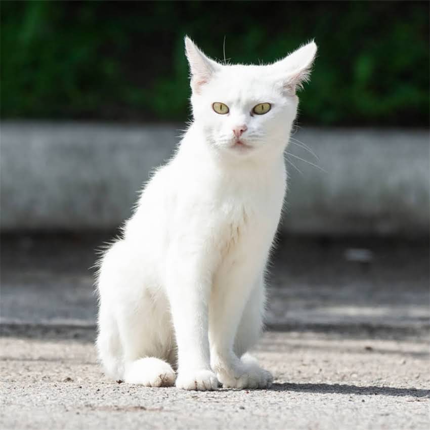 图片 猫一顿吃多少克猫粮？科学喂养指南与精准喂食计算方法（附不同年龄阶段食量表）.jpg