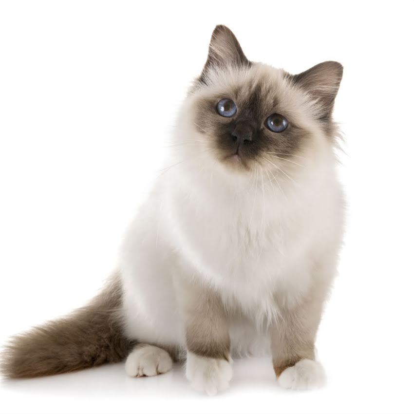 图片 猫一顿吃多少克猫粮？科学喂养指南与精准喂食计算方法（附不同年龄阶段食量表）2.jpg