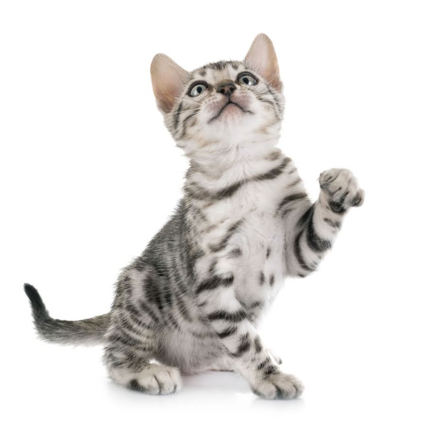 图片 猫一顿吃多少合适？科学喂养指南与常见误区（附量杯使用教程）1.jpg