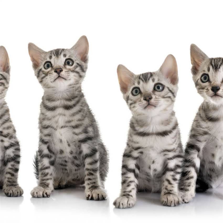 图片 猫一顿吃多少合适？科学喂养指南与常见误区（附量杯使用教程）2.jpg