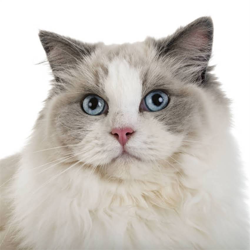 图片 猫不吃干粮怎么办？10个科学解决方法+饮食调整指南，养猫人必看！.jpg