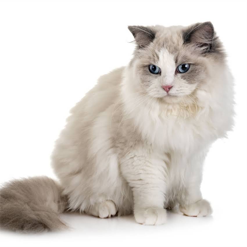 图片 猫不吃干粮怎么办？10个科学解决方法+饮食调整指南，养猫人必看！1.jpg