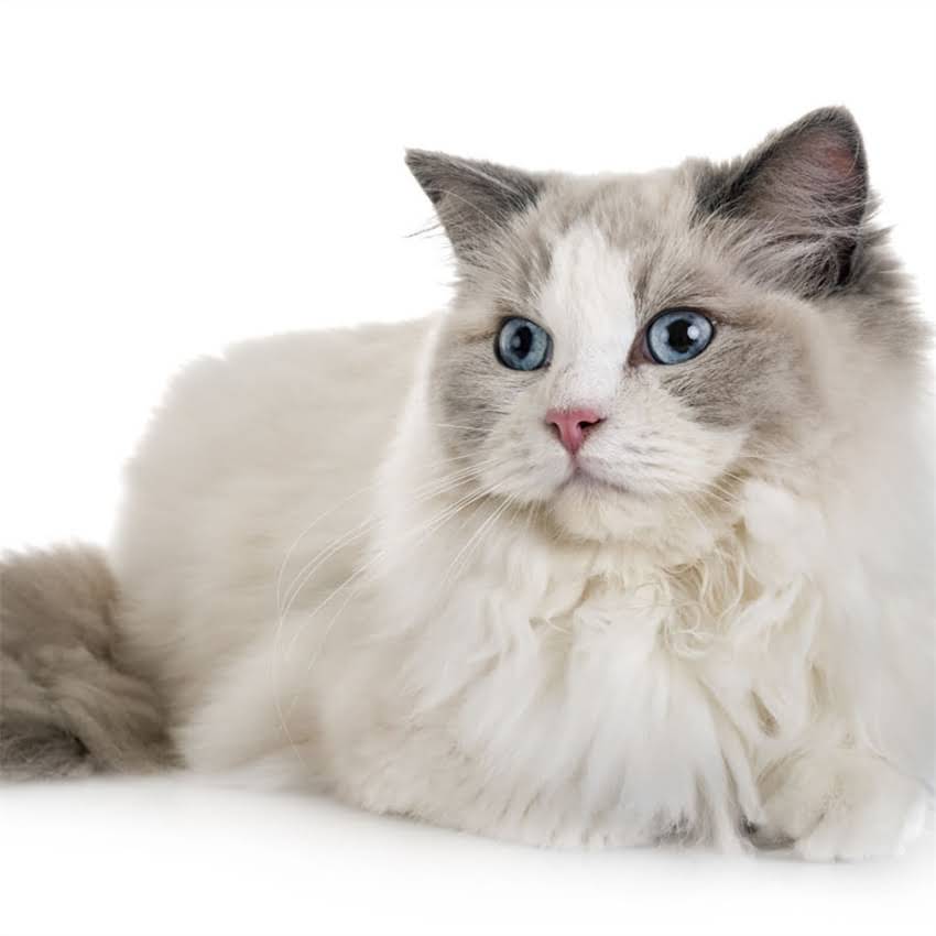 图片 猫不吃干粮怎么办？10个科学解决方法+饮食调整指南，养猫人必看！2.jpg