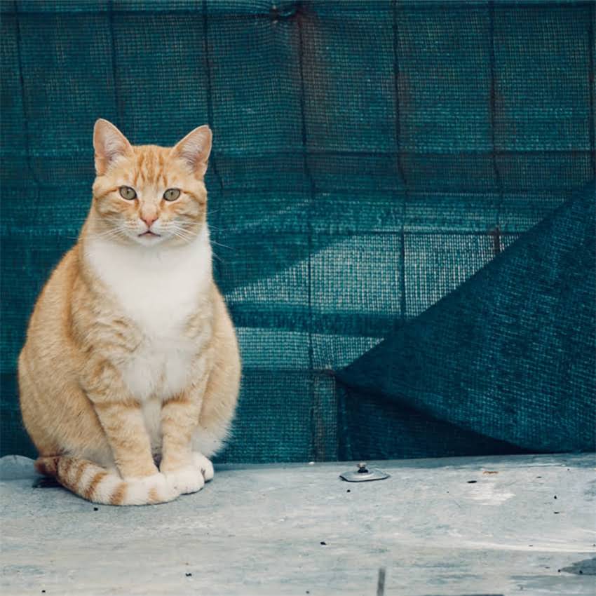 图片 猫不吃猫粮要饿几天？紧急处理指南+详细解答，养猫人必看！1.jpg