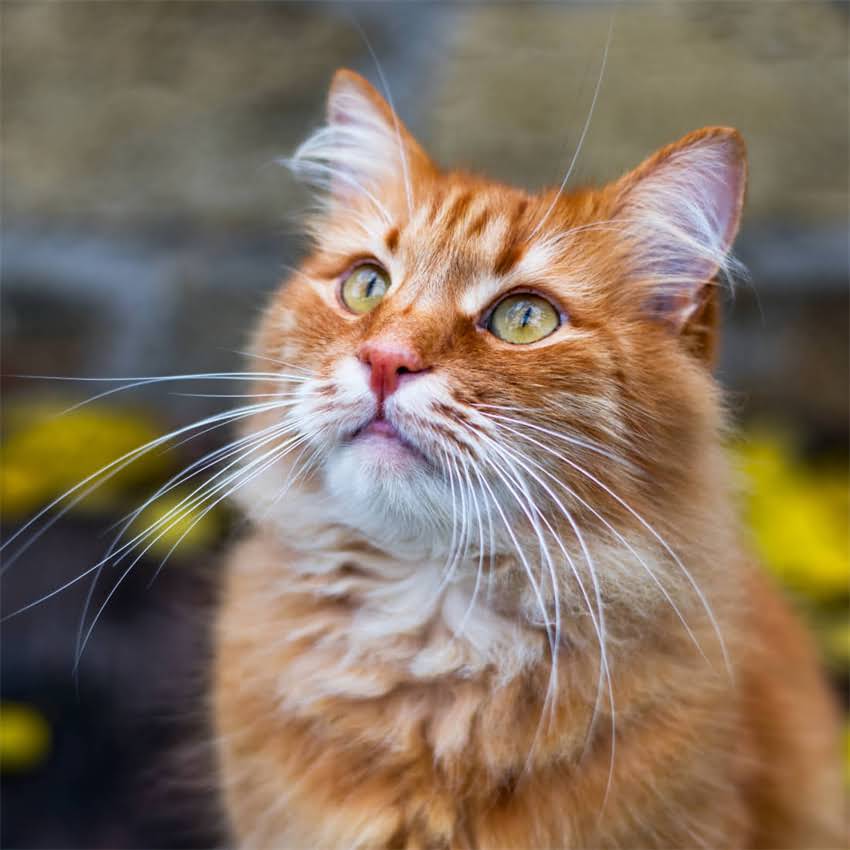 图片 猫不吃猫粮要饿几天？紧急处理指南+详细解答，养猫人必看！2.jpg