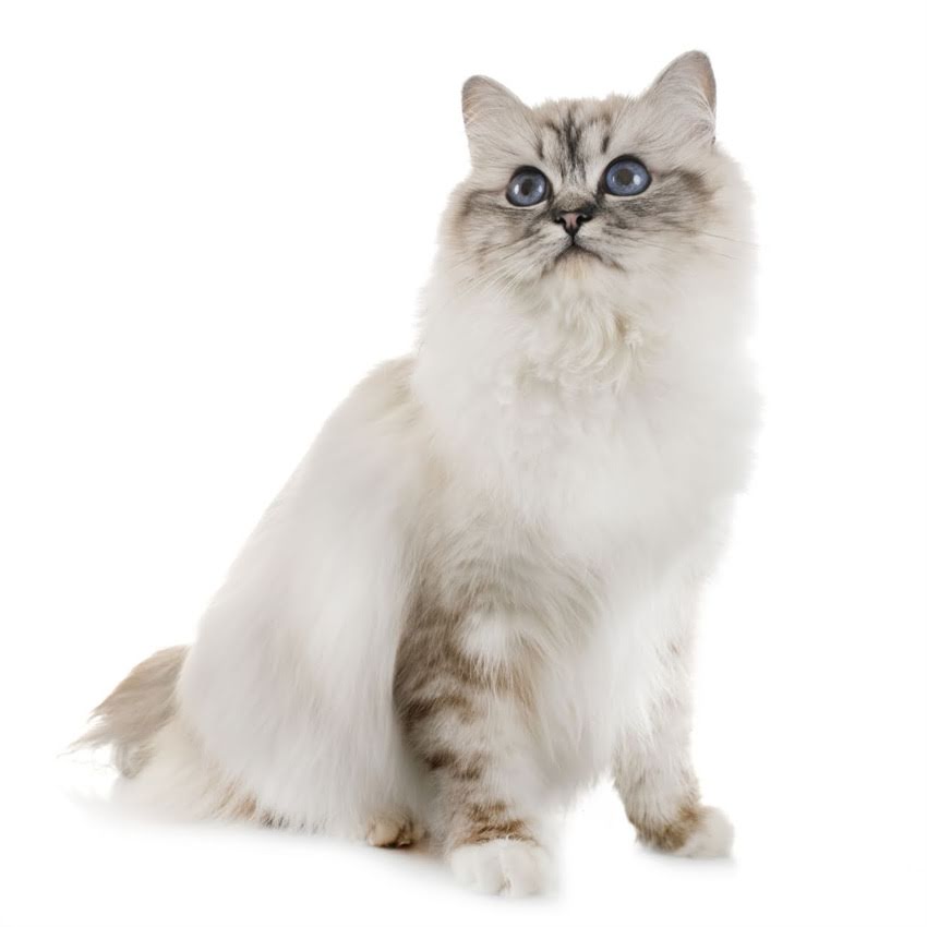 图片 猫吃完猫粮后频繁打喷嚏？7大原因与专业应对方案，主人必看！.jpg