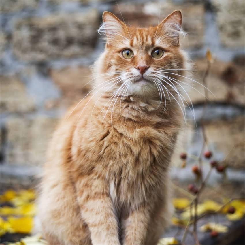 图片 猫吃完猫粮后频繁打喷嚏？7大原因与专业应对方案，主人必看！1.jpg