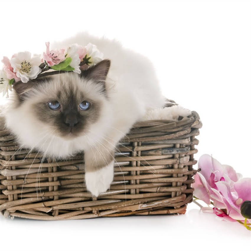 图片 猫吃完猫粮后频繁打喷嚏？7大原因与专业应对方案，主人必看！2.jpg