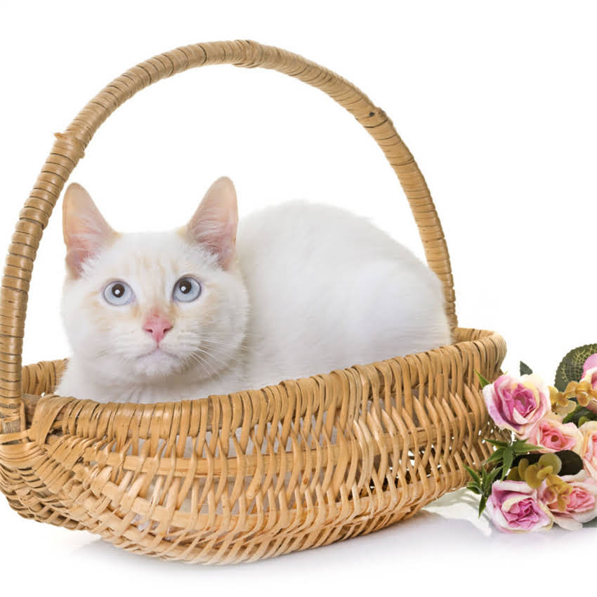 图片 猫吃饭好还是猫粮好？科学喂养指南与营养对比全.jpg