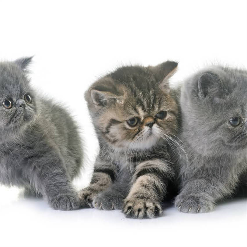 图片 猫咪一天吃多少猫粮？科学喂养指南（附不同月龄体重活动量参考）.jpg