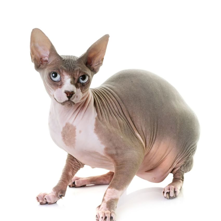 图片 猫咪一天吃多少猫粮？科学喂养指南（附不同月龄体重活动量参考）1.jpg