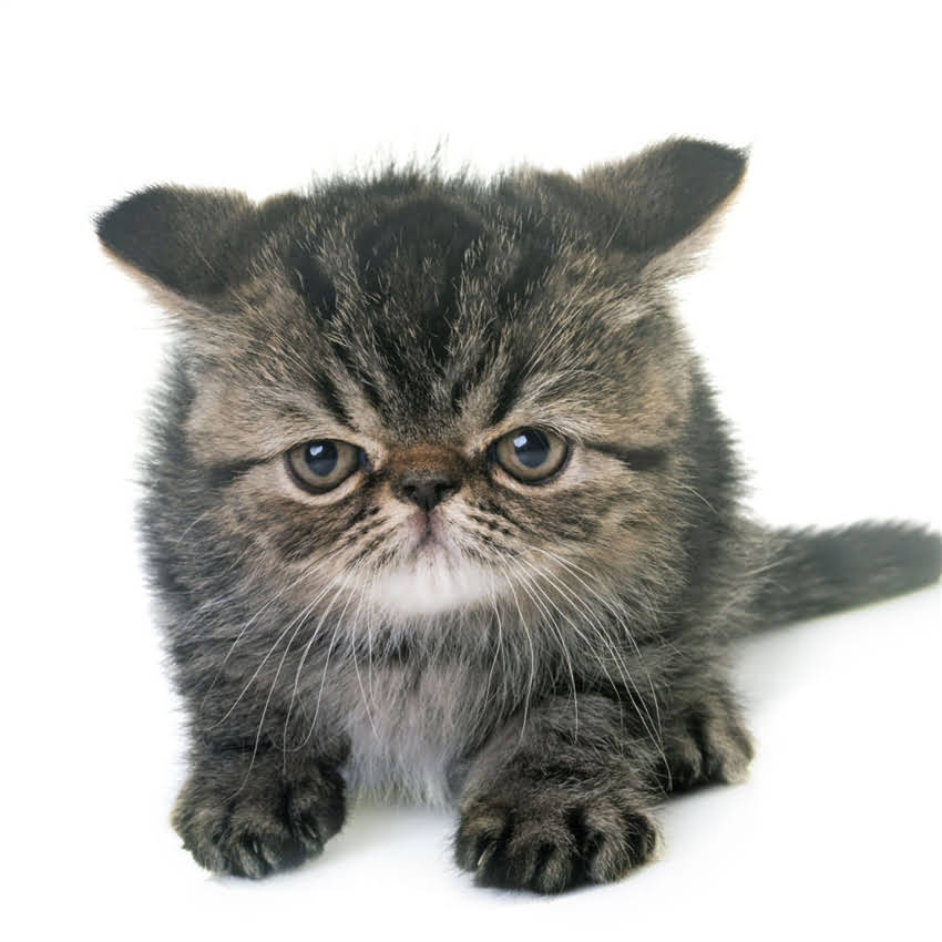 图片 猫咪一天吃多少猫粮？科学喂养指南（附不同月龄体重活动量参考）2.jpg