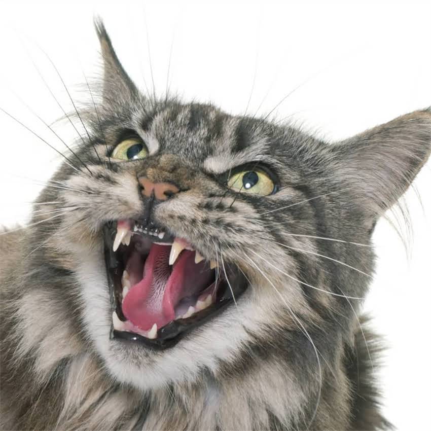 图片 猫咪不吃猫粮会饿死吗？5大原因及应对措施.jpg
