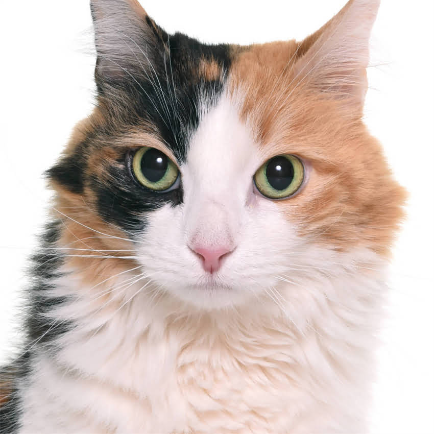 图片 猫咪不吃猫粮会饿死吗？5大原因及应对措施1.jpg