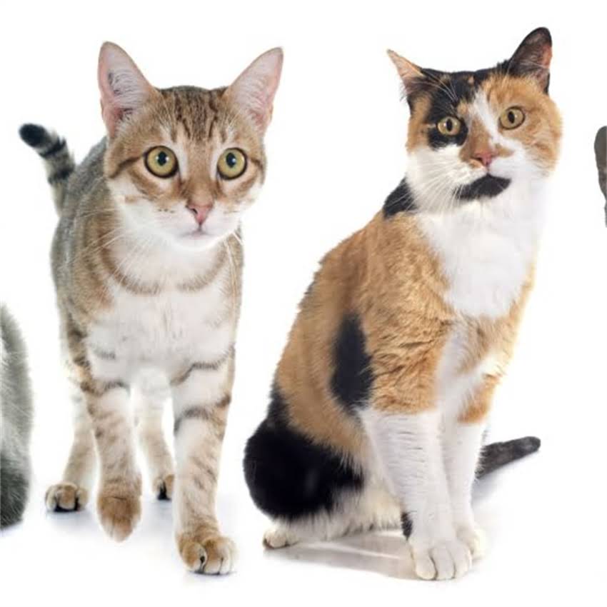 图片 猫咪不吃猫粮会饿死吗？5大原因及应对措施2.jpg