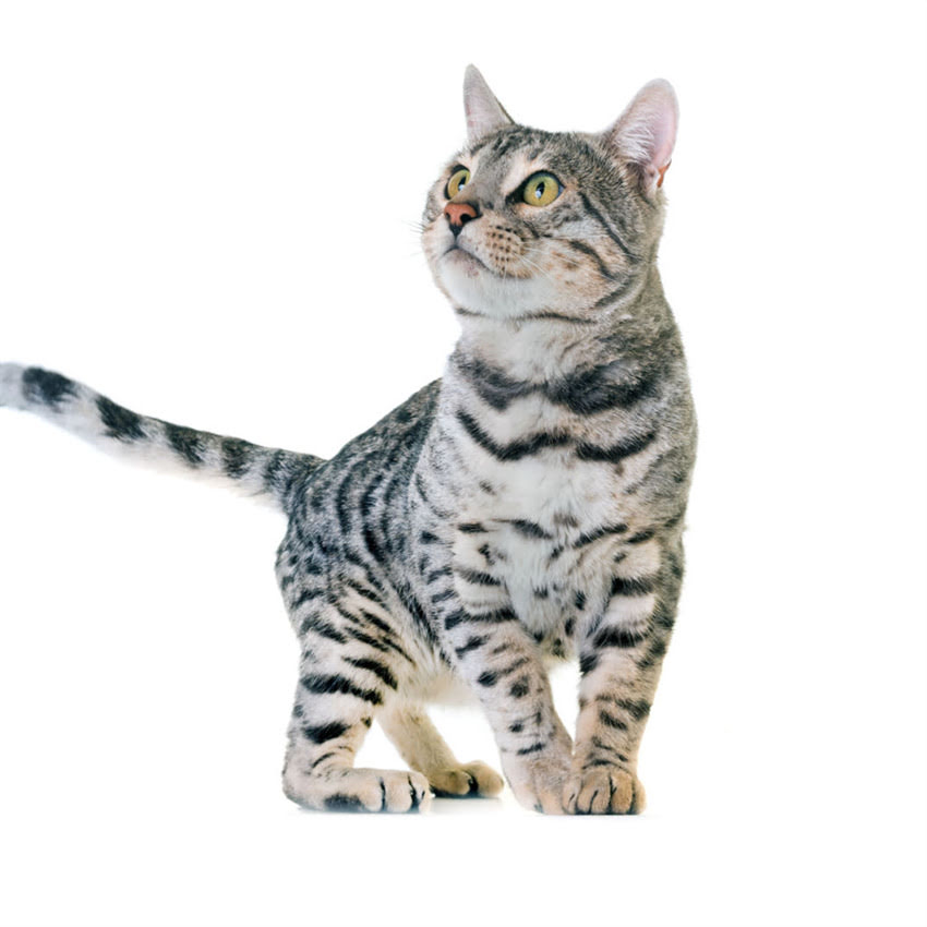 图片 猫咪不吃猫粮？5个科学方法让爱挑食的猫咪秒光盘底（附诱食配方）2.jpg