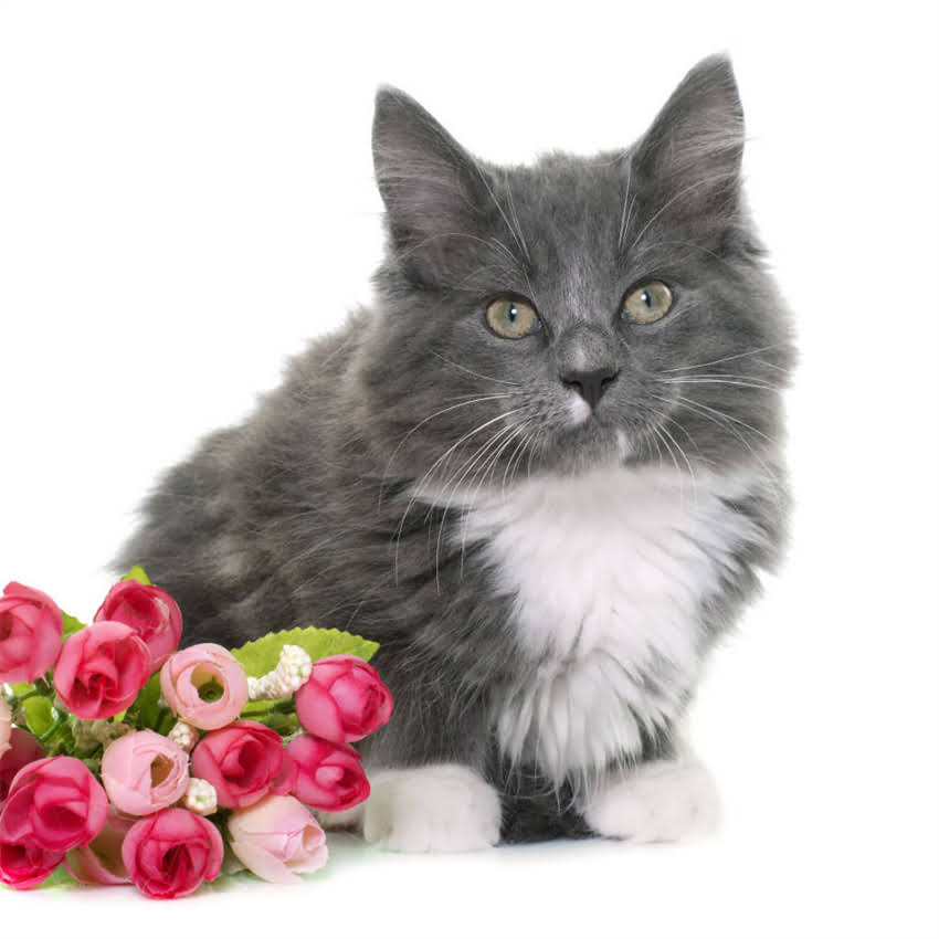 图片 猫咪不能吃的有毒植物清单及急救指南｜养猫必看安全手册2.jpg