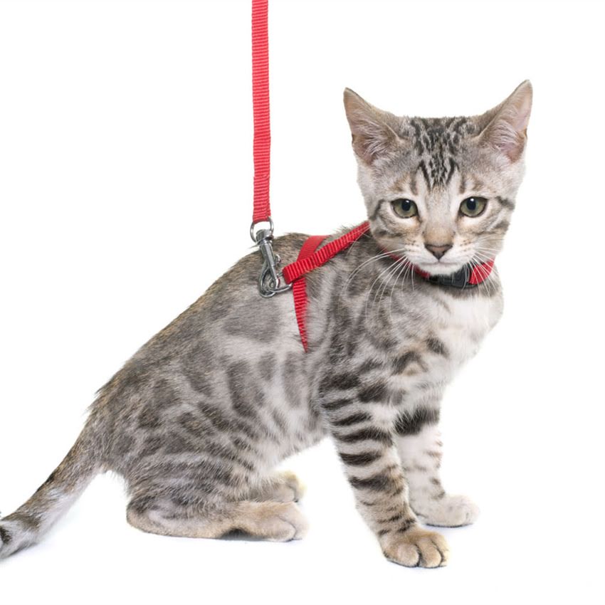 图片 猫咪为何偏爱猫粮？猫粮成分与猫咪行为关系的科学解读.jpg