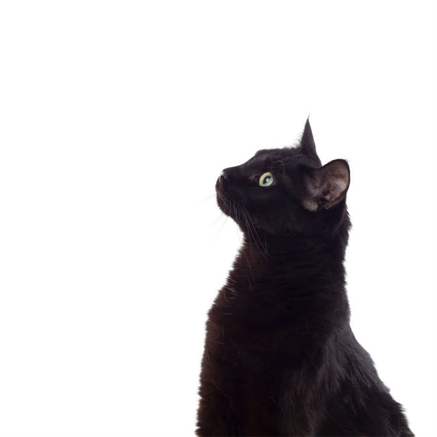 图片 猫咪为何偏爱猫粮？猫粮成分与猫咪行为关系的科学解读1.jpg