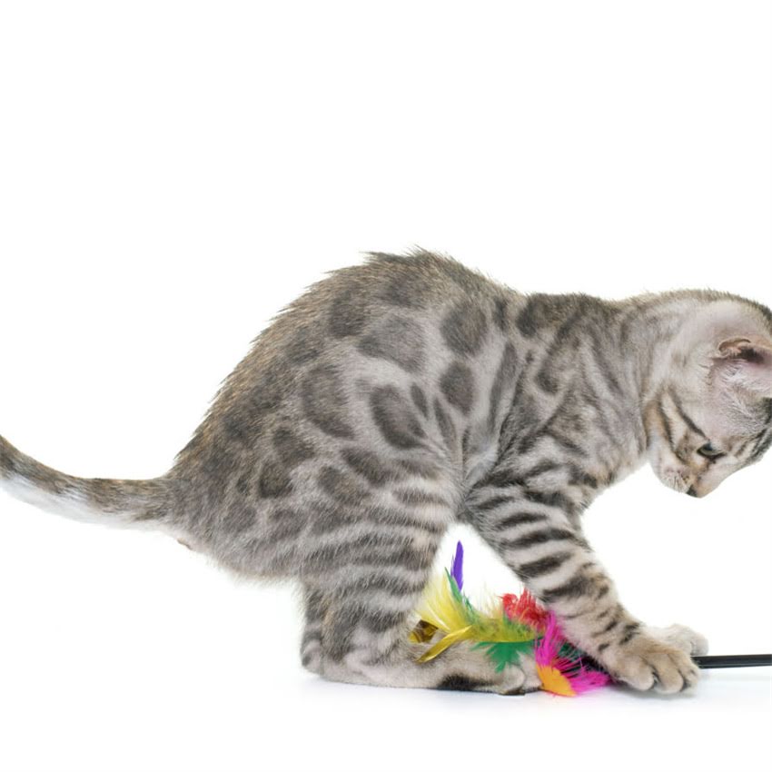 图片 猫咪为何偏爱猫粮？猫粮成分与猫咪行为关系的科学解读2.jpg