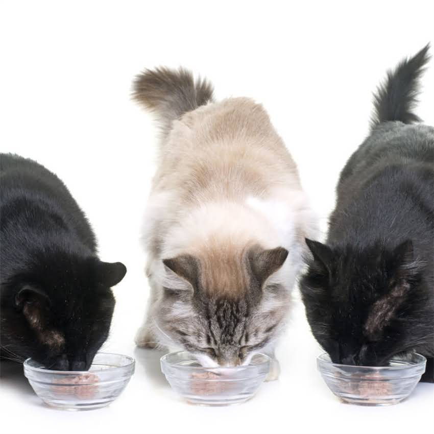 图片 猫咪主食替代方案推荐：科学选择猫粮替代品与营养均衡指南.jpg