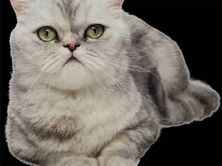 图片 猫咪伤口化脓家庭护理指南：紧急处理+预防复发+何时就医全攻略1.jpg