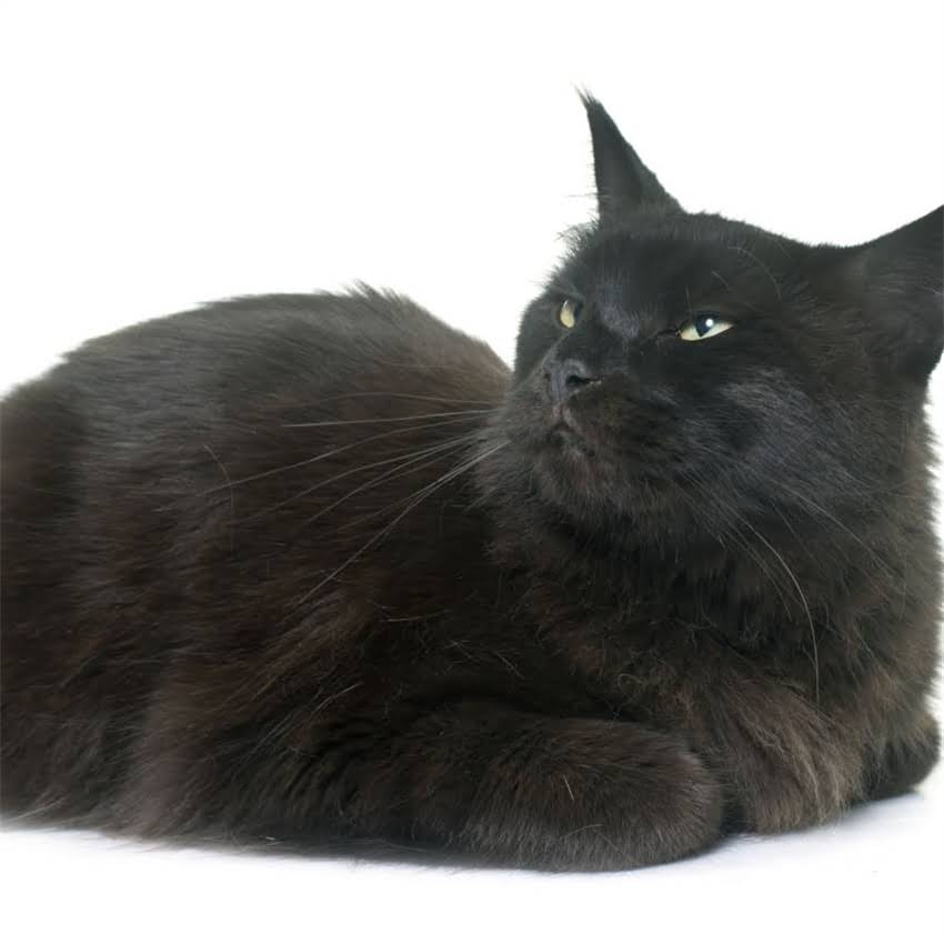 图片 猫咪伤口化脓家庭护理指南：紧急处理+预防复发+何时就医全攻略2.jpg