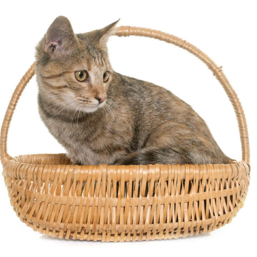 图片 猫咪体外驱虫药被舔舐怎么办？5步解决舔毛中毒风险+安全使用指南1.jpg