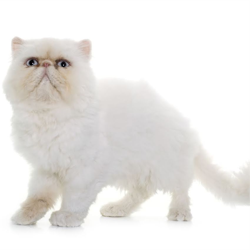 图片 猫咪体温多少算正常？科学解读+异常处理指南（附体温测量全攻略）.jpg
