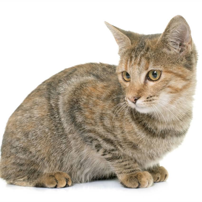 图片 猫咪体温多少算正常？科学解读+异常处理指南（附体温测量全攻略）2.jpg