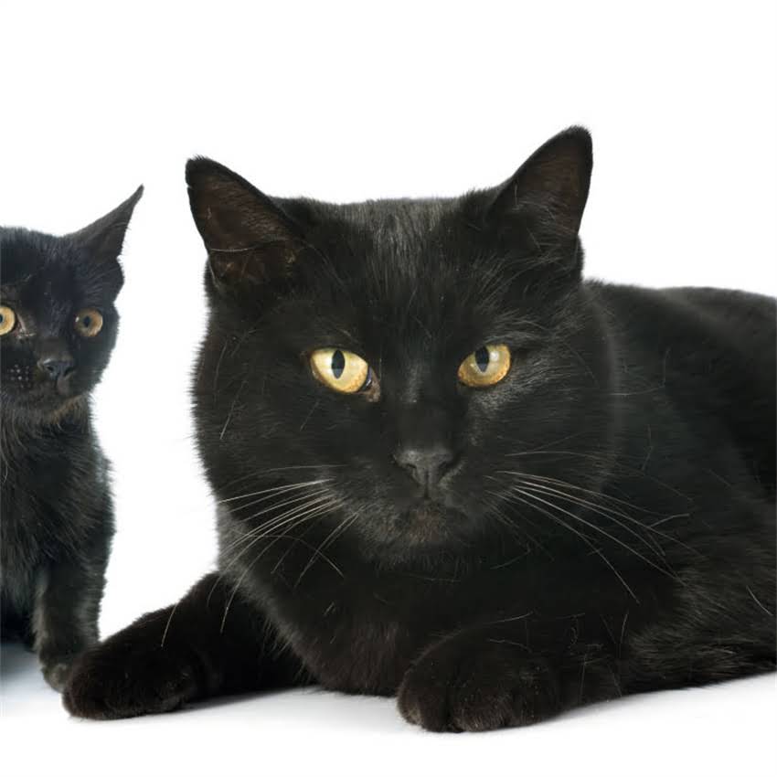 图片 猫咪便秘+尿闭！吃垃圾猫粮导致泌尿问题？这5招紧急自救指南.jpg