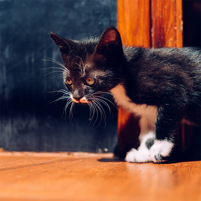 图片 猫咪便秘+尿闭！吃垃圾猫粮导致泌尿问题？这5招紧急自救指南2.jpg