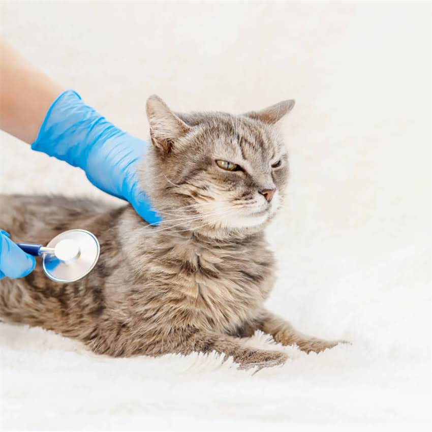 图片 猫咪假怀孕的10个症状与应对方法：如何辨别真假怀孕？.jpg