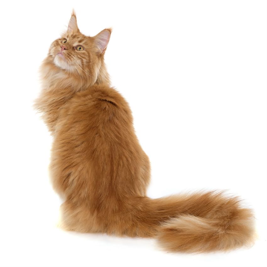 图片 猫咪假怀孕的10个症状与应对方法：如何辨别真假怀孕？1.jpg