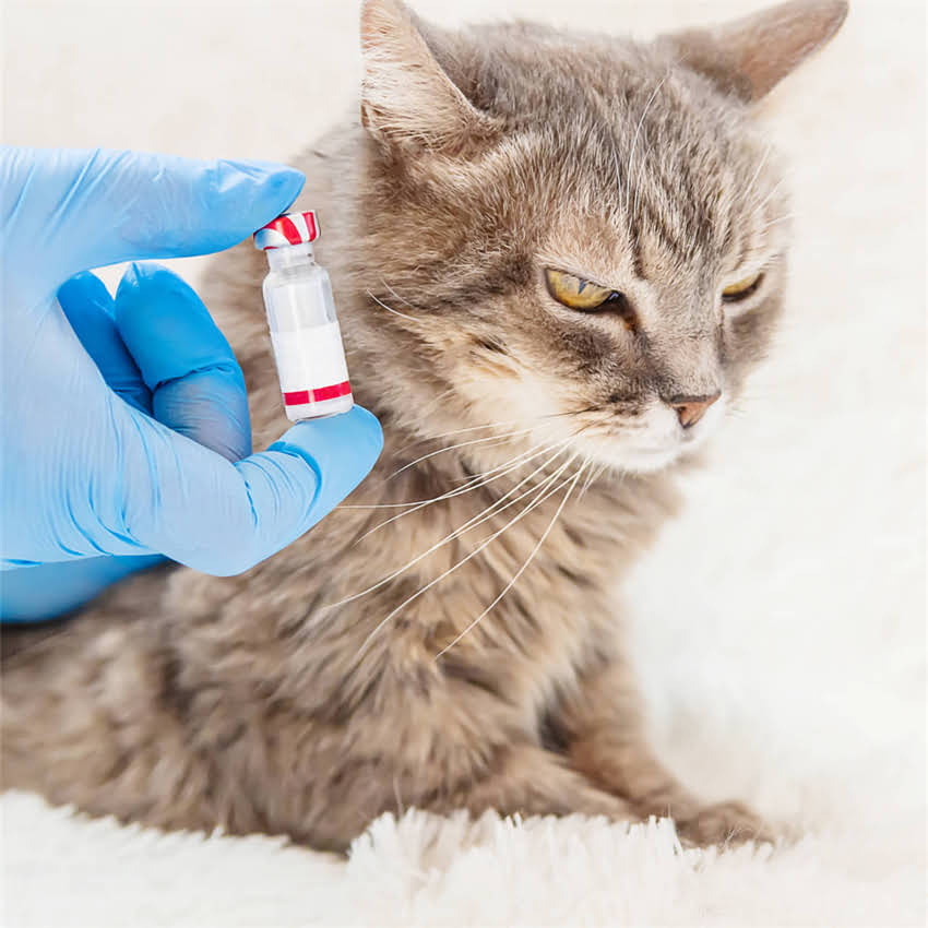 图片 猫咪假怀孕的10个症状与应对方法：如何辨别真假怀孕？2.jpg