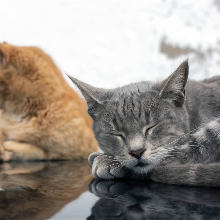 图片 猫咪催产素注射全攻略：正确使用方法与注意事项（附详细教程）.jpg