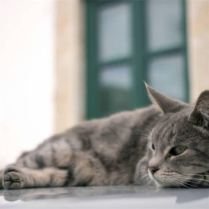 图片 猫咪催产素注射全攻略：正确使用方法与注意事项（附详细教程）1.jpg