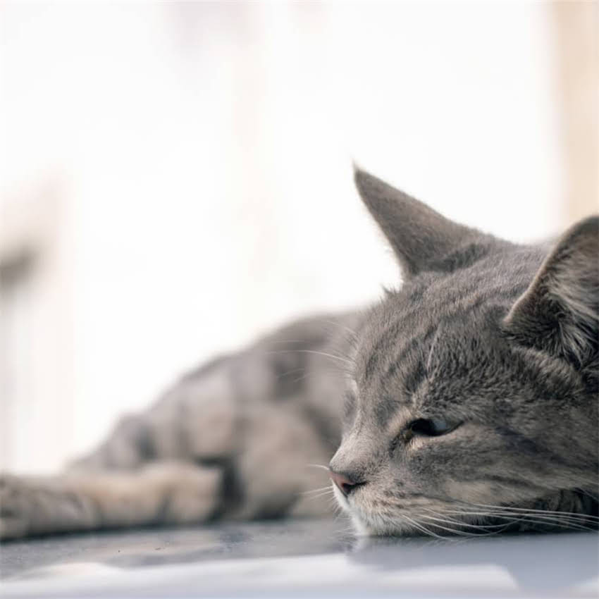 图片 猫咪催产素注射全攻略：正确使用方法与注意事项（附详细教程）2.jpg