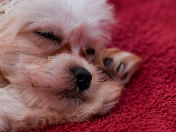 图片 猫咪内分泌失调怎么办？5大症状+专业调理指南，养猫人必看！1.jpg