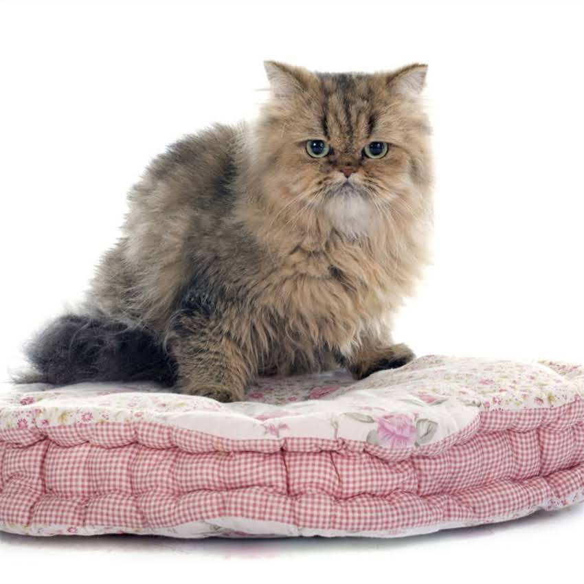 图片 猫咪几月生育最佳？科学解答母猫发情期与幼猫养育全指南.jpg