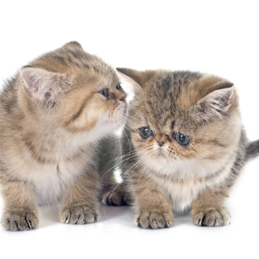 图片 猫咪几月生育最佳？科学解答母猫发情期与幼猫养育全指南2.jpg