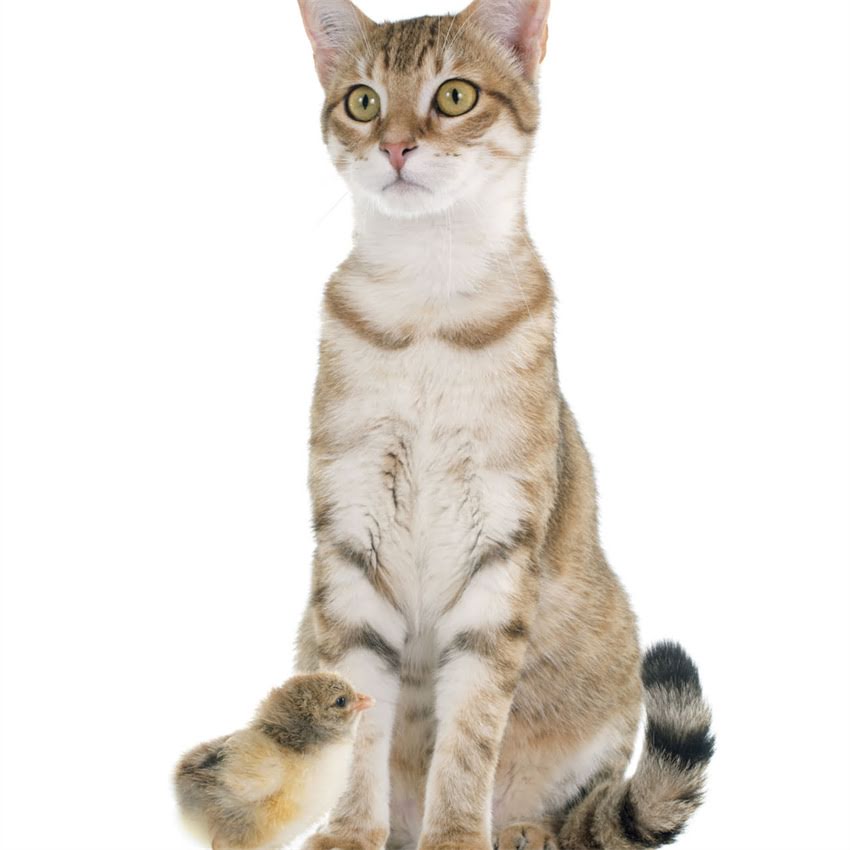 图片 猫咪到新家必看！5大关键步骤助它快速适应新环境（附详细指南）.jpg