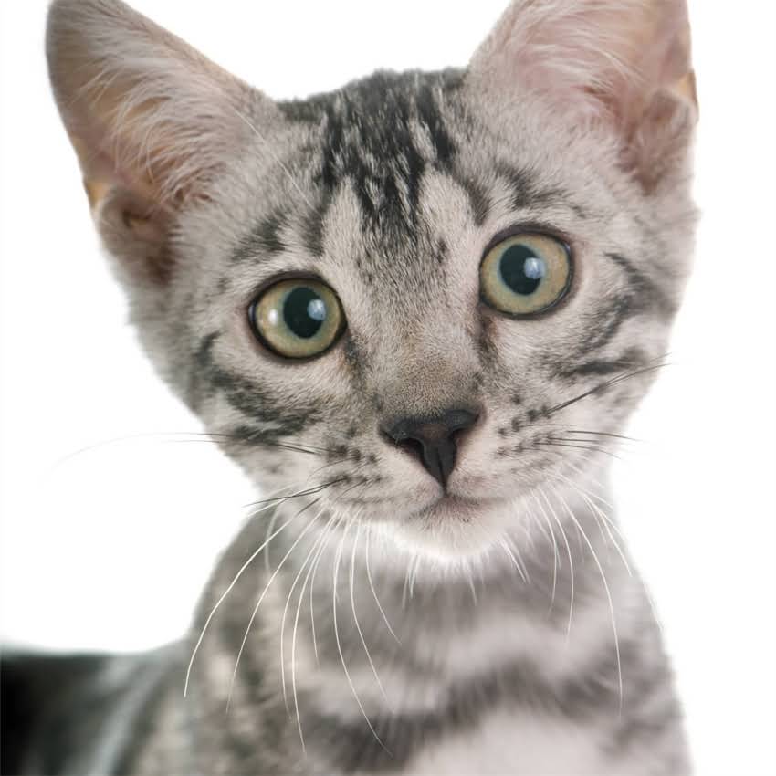 图片 猫咪剃毛后会不会冷？5大科学护理指南守护毛孩子健康.jpg