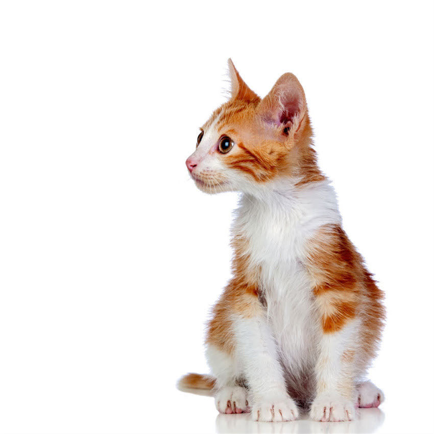 图片 猫咪剪毛全攻略：正确工具+步骤指南+常见误区，新手必看！.jpg