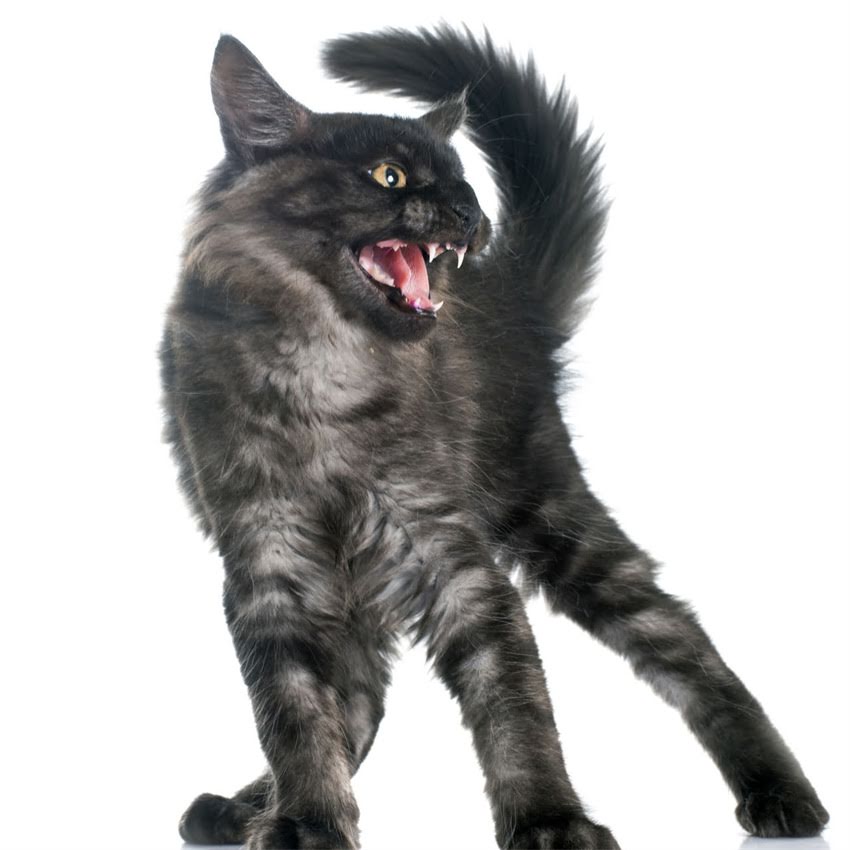 图片 猫咪发情周期有多长？科学解答+行为特征与应对措施全指南1.jpg