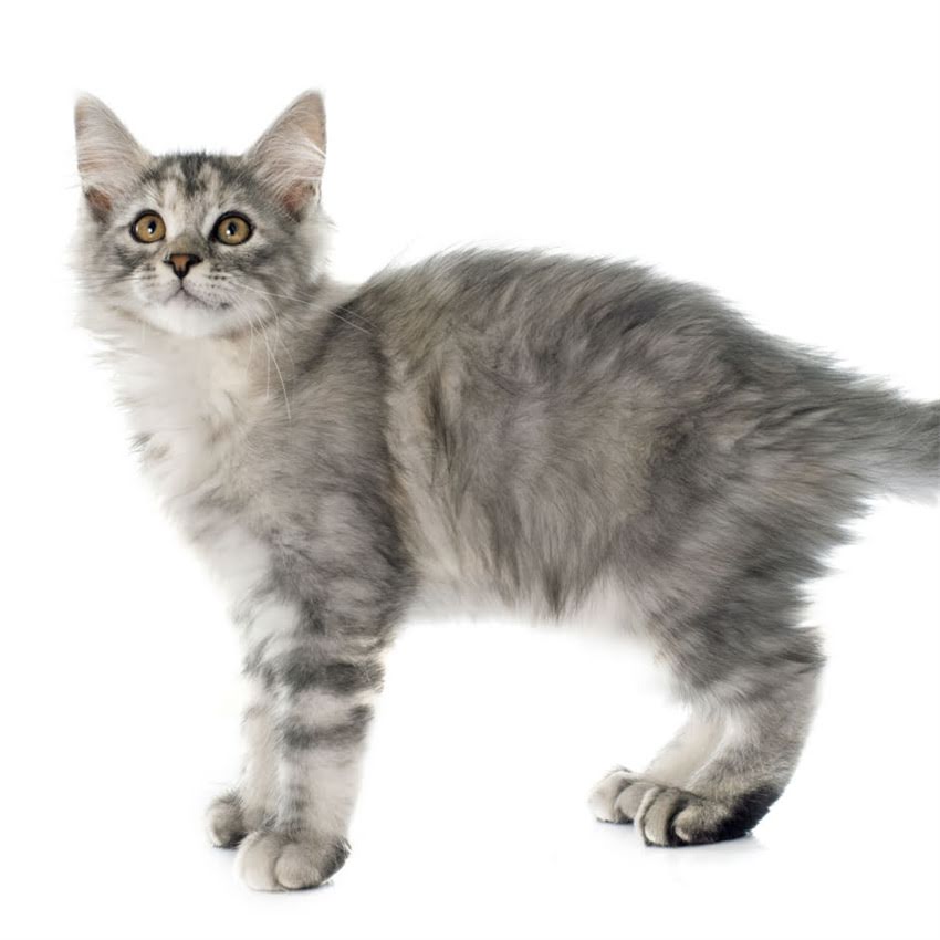 图片 猫咪发情周期有多长？科学解答+行为特征与应对措施全指南2.jpg