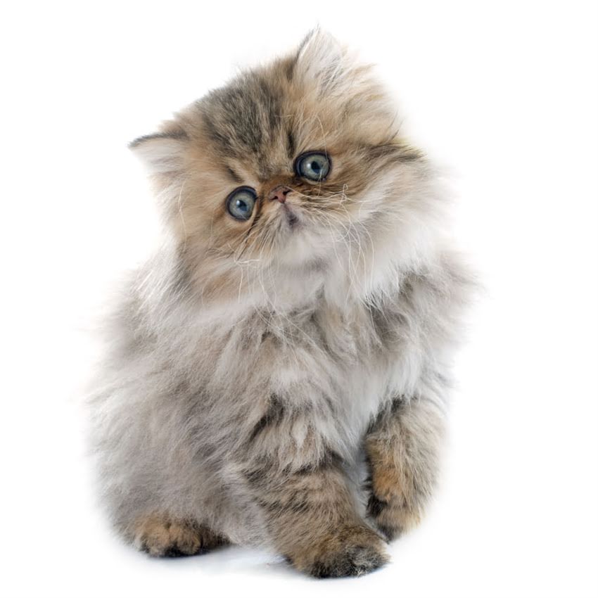 图片 猫咪发情期乱尿尿？3个科学方法快速止尿+预防复发1.jpg